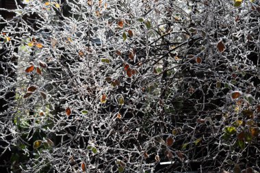 Zagreb, Hırvatistan ve Avrupa yakınlarındaki Hırvat kırsalında gerçek bir kışın ilk buzlu karşılaması