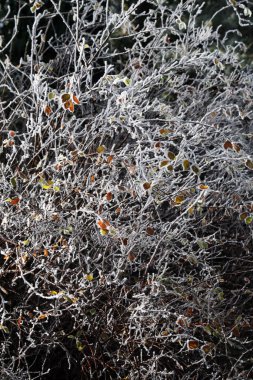 Zagreb, Hırvatistan ve Avrupa yakınlarındaki Hırvat kırsalında gerçek bir kışın ilk buzlu karşılaması