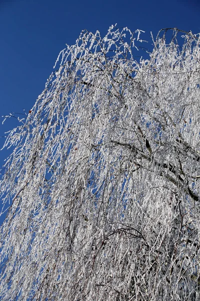 Premières Salutations Glacées Fantaisie Hiver Réel Dans Campagne Croate Près — Photo