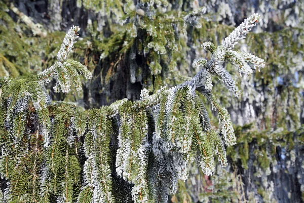 Πρώτοι Φανταστικοί Παγετώνες Ενός Πραγματικού Χειμώνα Στην Κροατική Ύπαιθρο Κοντά — Φωτογραφία Αρχείου
