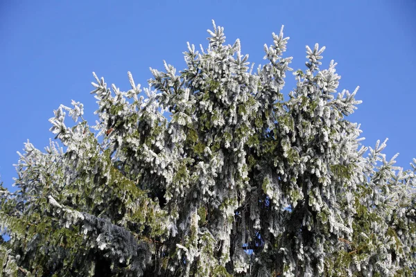 Primi Fantastici Saluti Ghiacciati Vero Inverno Nella Campagna Croata Vicino — Foto Stock