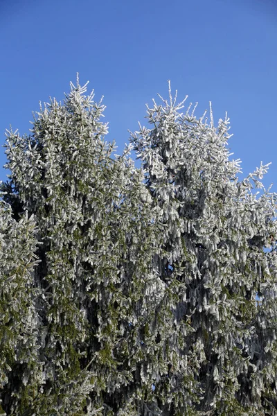 Zagreb, Hırvatistan ve Avrupa yakınlarındaki Hırvat kırsalında gerçek bir kışın ilk buzlu karşılaması