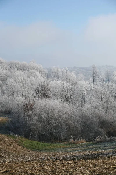 Pierwsze Fantazyjne Zimowe Pozdrowienia Chorwackiej Wsi Pobliżu Zagrzebia Chorwacja Europa — Zdjęcie stockowe