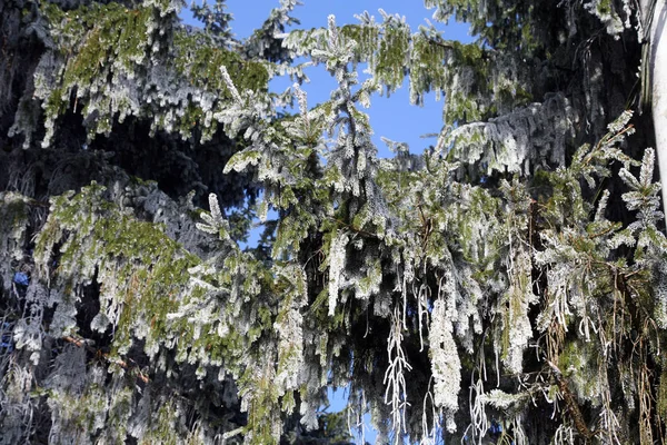 Primi Fantastici Saluti Ghiacciati Vero Inverno Nella Campagna Croata Vicino — Foto Stock