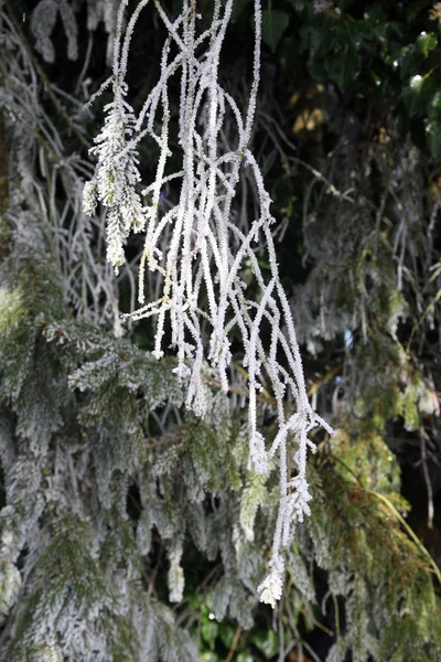 Premières Salutations Glacées Fantaisie Hiver Réel Dans Campagne Croate Près — Photo