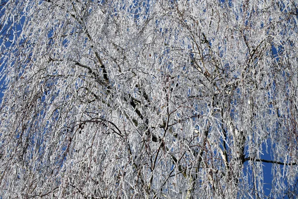 Первые Фантастические Ледяные Приветствия Настоящей Зимы Хорватской Сельской Местности Недалеко — стоковое фото