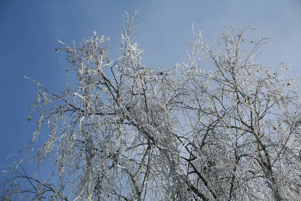 Premières Salutations Glacées Fantaisie Hiver Réel Dans Campagne Croate Près — Photo