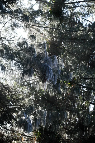 Primeiras Saudações Geladas Inverno Real Campo Croata Perto Zagreb Croácia — Fotografia de Stock