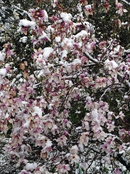 Magnolias Florescendo Primavera Nevada Zagreb Arredores Croácia Europa — Fotografia de Stock