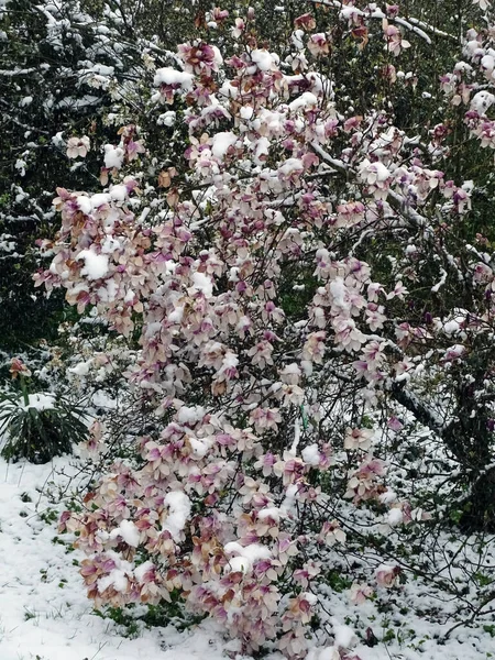 Magnolias Florescendo Primavera Nevada Zagreb Arredores Croácia Europa — Fotografia de Stock