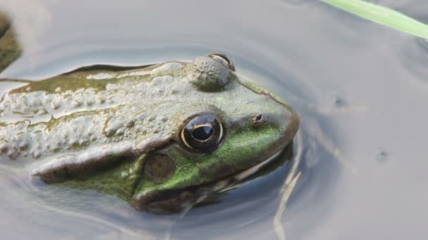 Frog in the River — Stock Video