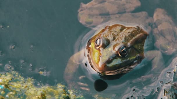 Лягушка в реке — стоковое видео