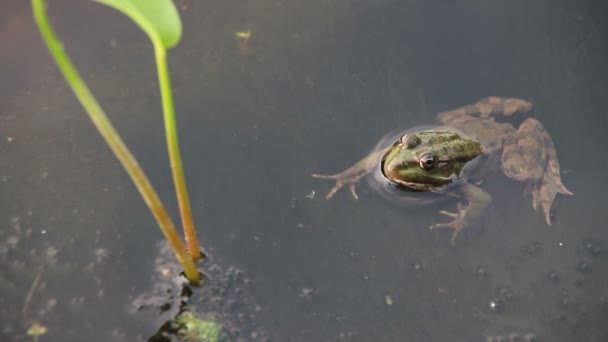 Kikker in de rivier in de buurt van de lelies — Stockvideo