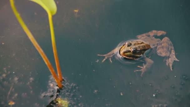 Жаба в річці поблизу ліліями — стокове відео