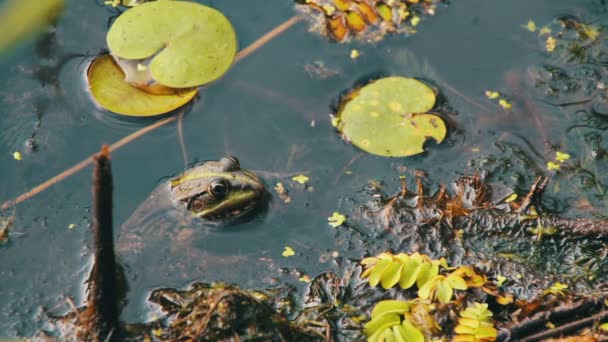 Πράσινο βάτραχο κάθεται στο ποτάμι κοντά τα κρίνα — Αρχείο Βίντεο