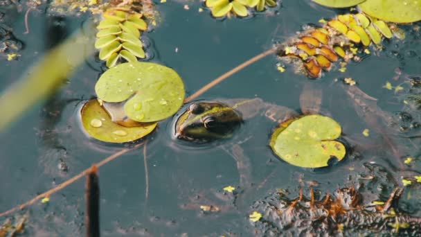 Βάτραχος στο ποτάμι κοντά τα κρίνα — Αρχείο Βίντεο
