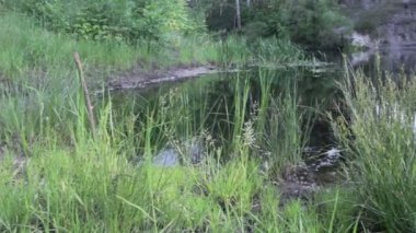 Nehrin yanında yeşil çimen