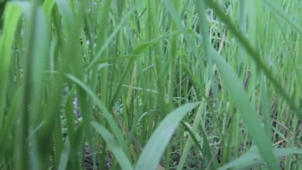 Herbe verte au bord de la rivière 