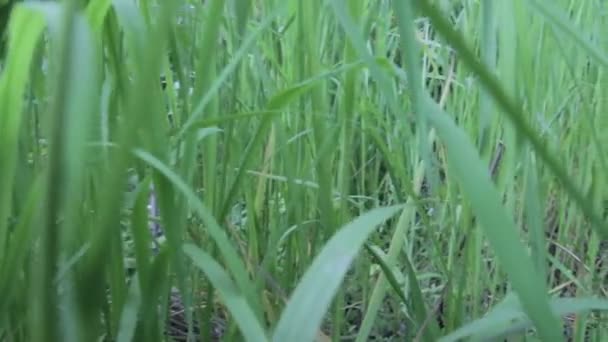 Groen gras door de rivier — Stockvideo