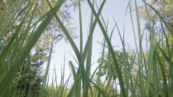 Hierba verde junto al río — Vídeo de stock