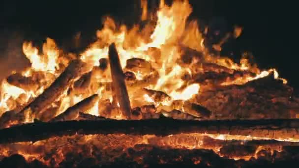 Le feu de camp des branches brûle la nuit dans la forêt — Video