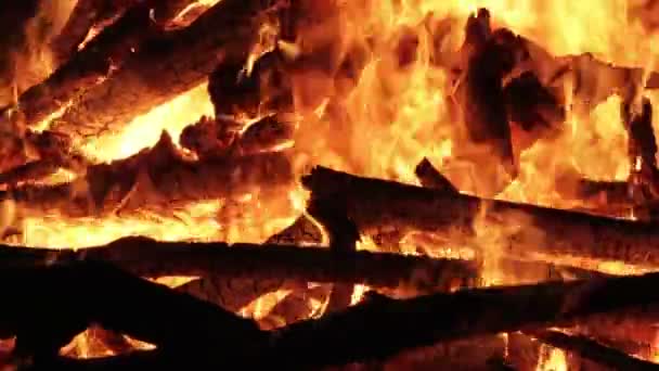 Le feu de camp des branches brûle la nuit dans la forêt — Video