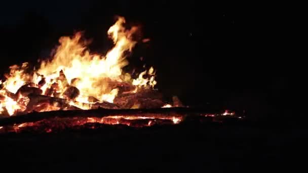 Gran fogata de las ramas queman en la noche en el bosque — Vídeo de stock