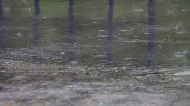 Regen tropft durch die Pfützen — Stockvideo