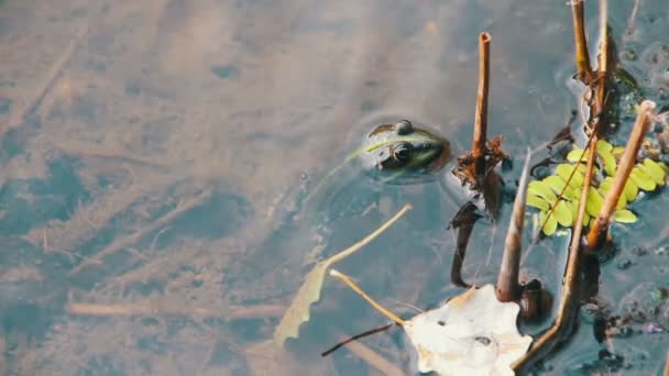 Лягушка сидит в реке — стоковое видео