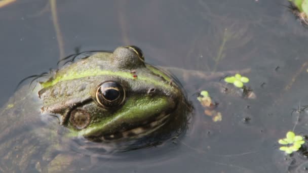 Nehre oturan kurbağa — Stok video