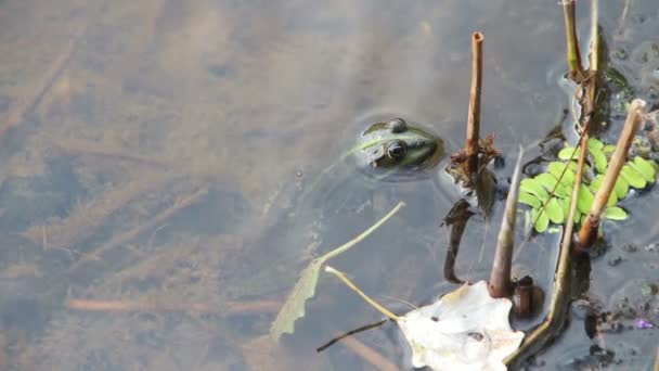 Frog Sitting in the River — Stock Video