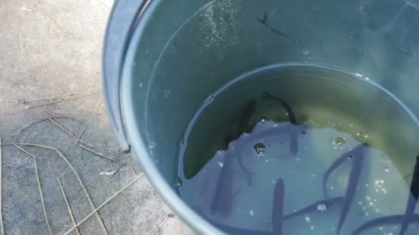 Den fångade fisken i en hink — Stockvideo