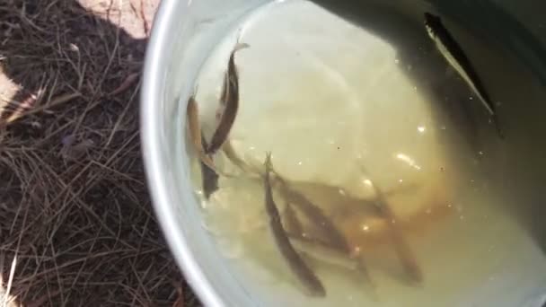 Der gefangene Fisch im Eimer — Stockvideo