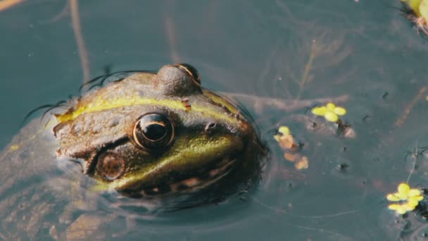 Grenouille assise dans la rivière — Video