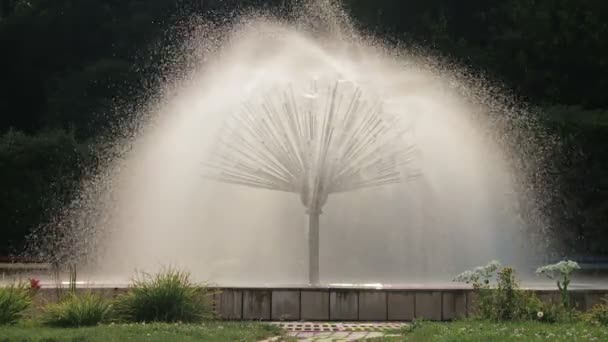 Fountain in the Form of Chamomile Works — Stock Video