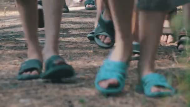 Люди гуляют в сосновом бору — стоковое видео