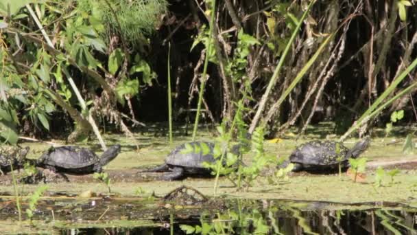 Drie schildpadden op een logboek in de rivier — Stockvideo