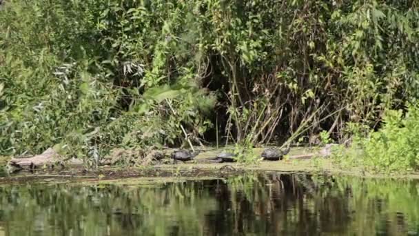 Три черепахи на бревне в реке — стоковое видео