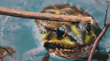 Onun sopa kurbağa arkasında nehre okşayarak