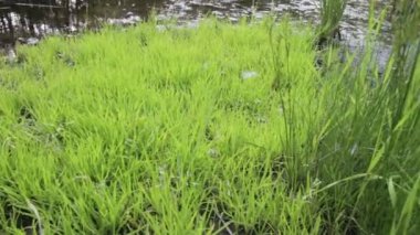 Nehrin yanında yeşil çimen