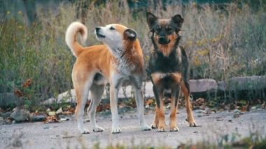 Sokakta evsiz köpekleri. Ağır çekim
