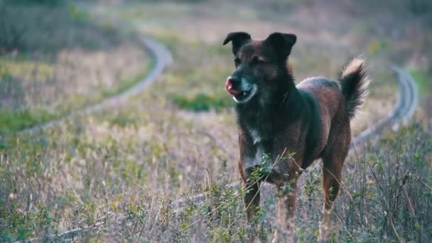 거리에서 길 잃은 강아지. 슬로우 모션 — 비디오