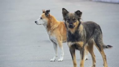 Sokak sokak köpeği. Ağır çekim