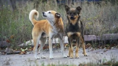 Sokak sokak köpeği. Ağır çekim