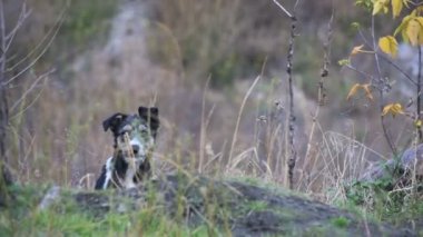 Sokakta evsiz köpek. Ağır çekim