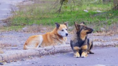 Sokaktaki evsiz köpekler