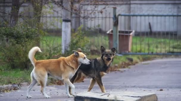 Бродячие псы на улице. Slow Motion — стоковое видео