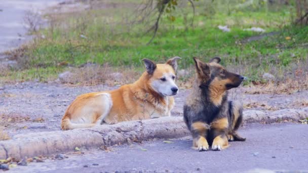 Άστεγα σκυλιά στο δρόμο — Αρχείο Βίντεο