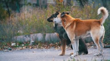 Sokakta evsiz köpekleri. Ağır çekim