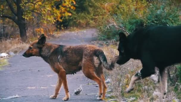 거리에서 길 잃은 강아지. 슬로우 모션 — 비디오